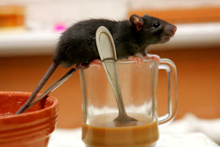 Understanding Hantavirus and How to Stay Safe - NYAS